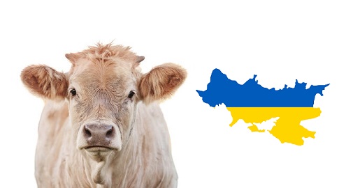 A invasão russa provocou enormes perdas para as empresas leiteiras ucranianas em 2022, quando o país viu sua produção de leite cair em quase 1 milhão de toneladas.