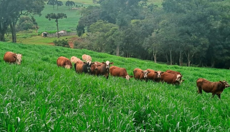 Brachiaria Dunamis dá início à terceira revolução no setor