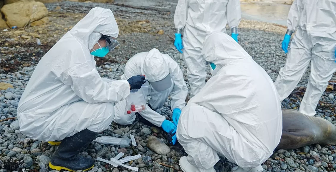 Gripe aviária: RS investiga novo caso suspeito; Brasil tem dois focos confirmados e seis em análise