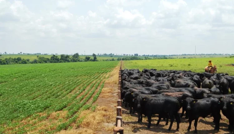 exportações do agronegócio brasileiro