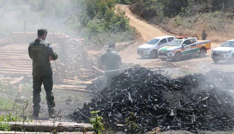 Operação Amazônia em pé fiscaliza o desmatamento na região