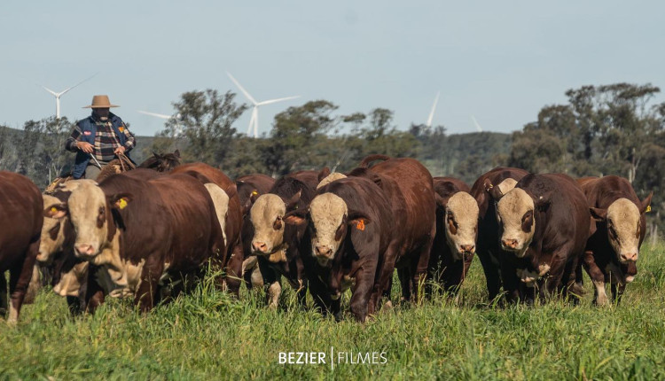 tourama braford da Estancia Bela Vista