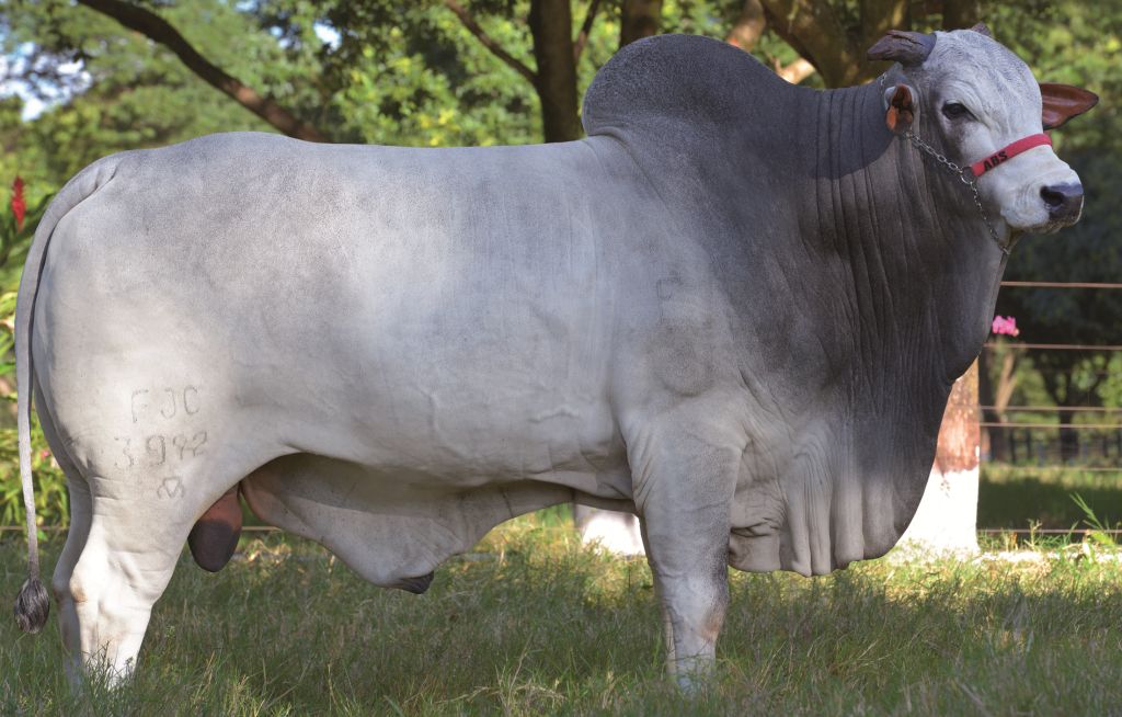Touro Nelore Majavadi do Arroio