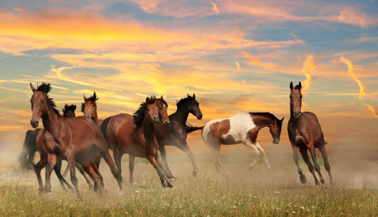 Cavalos bem suplementados têm melhor rendimento na lida com o gado, afirma especialista