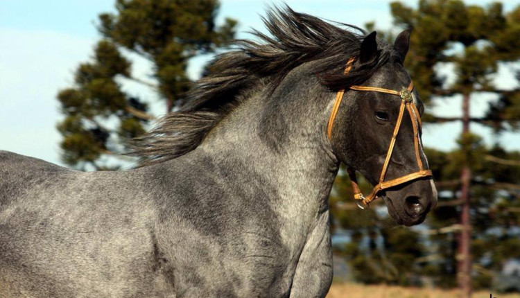 cavalo mais caro