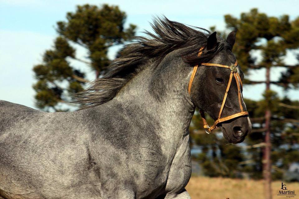 cavalo mais caro