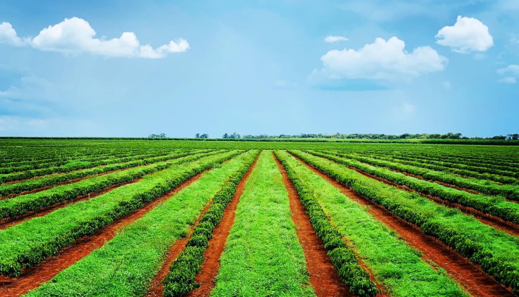 Café produzido pela São Mateus Agropecuária, fazenda do Grupo BMG