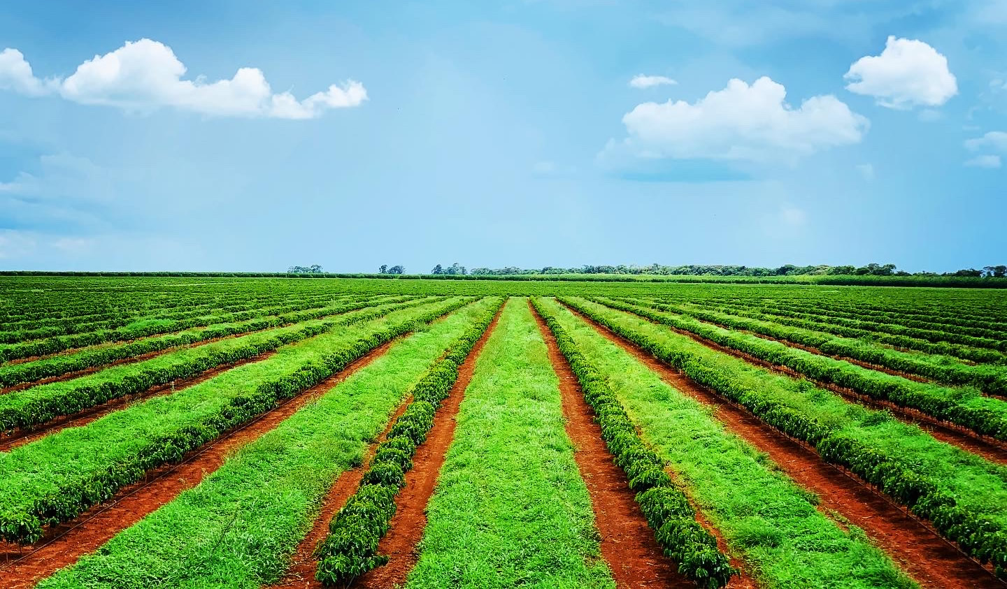 Café produzido pela São Mateus Agropecuária, fazenda do Grupo BMG