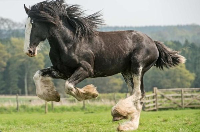 equinos