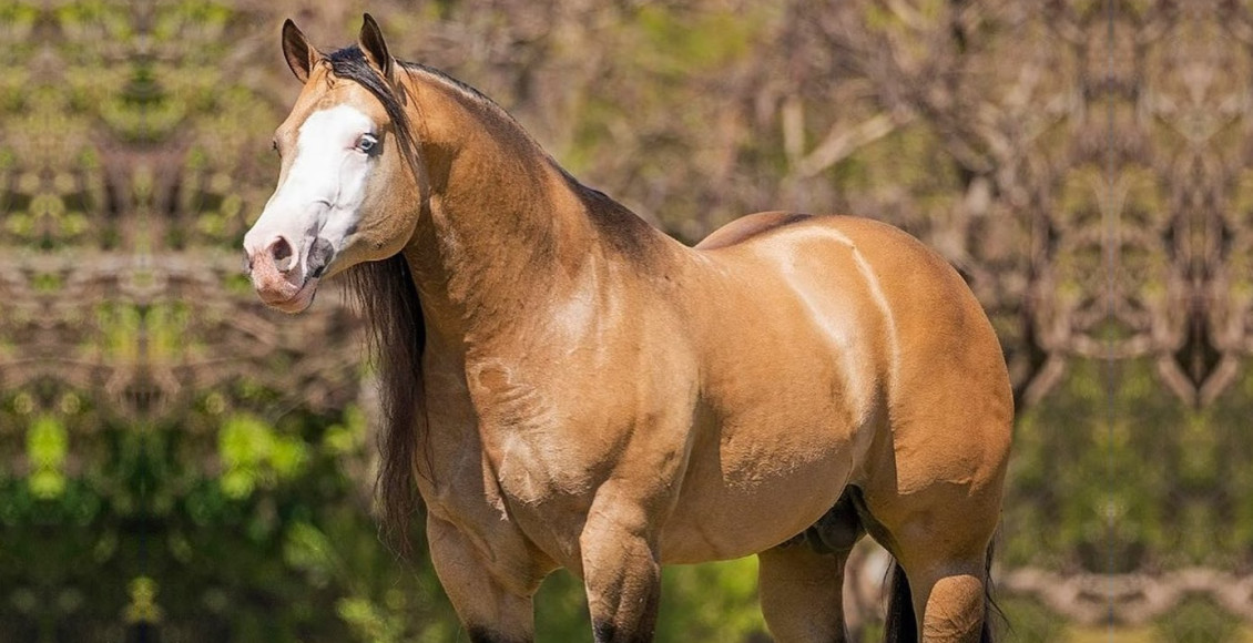 GUNOLOGY - Cavalo Quarto de Milha