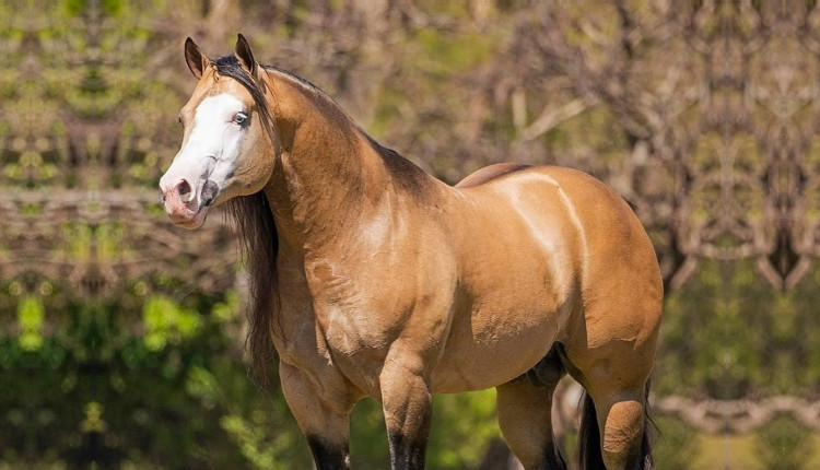 GUNOLOGY - Cavalo Quarto de Milha
