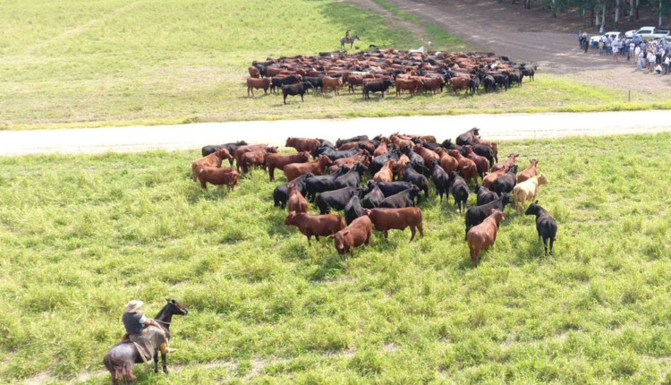 Gado de Corte