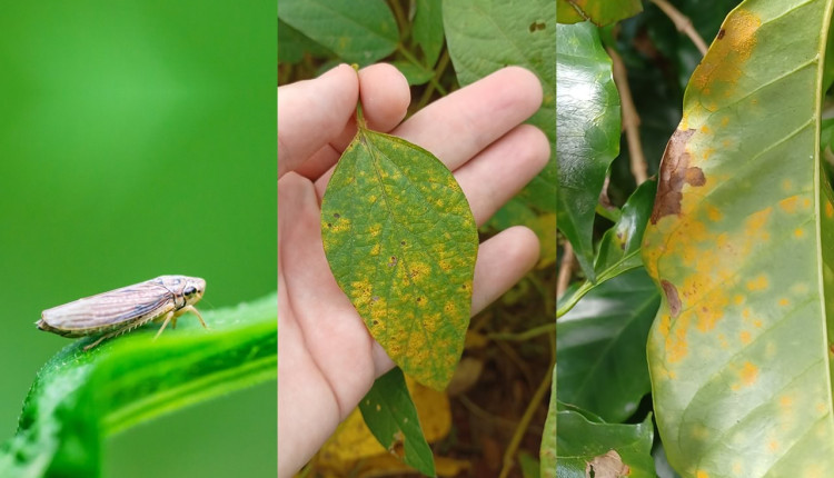 Produtos biológicos revolucionam a agricultura brasileira e mundial