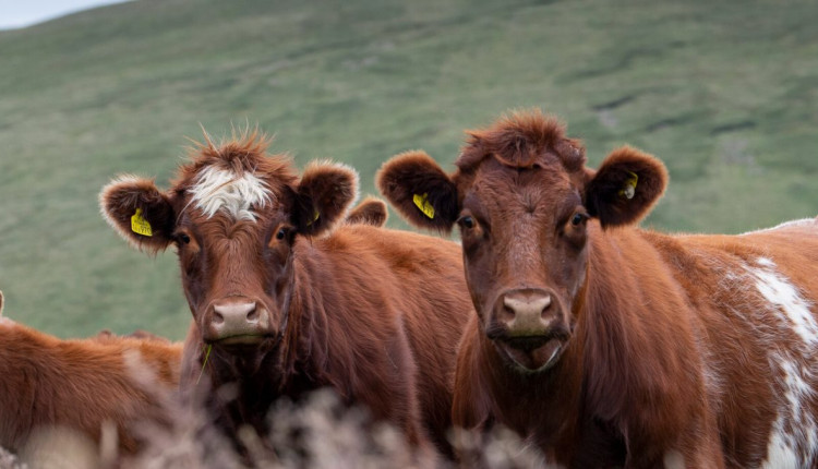 raça bovina