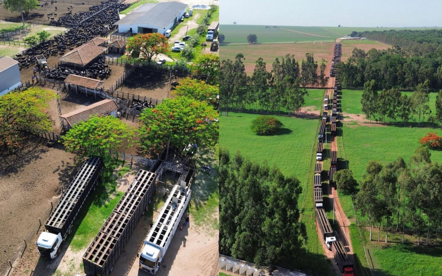gado-em-p-mais-de-120-caminh-es-levam-6-000-bovinos-v-deo-comprerural