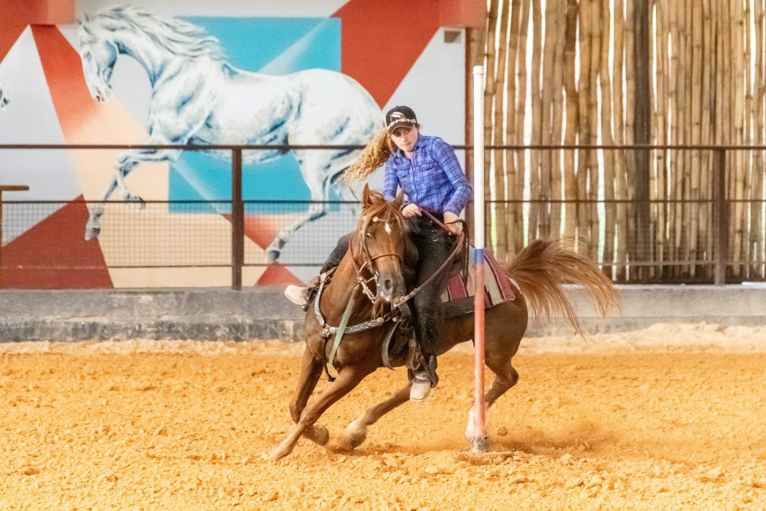 cavalo
