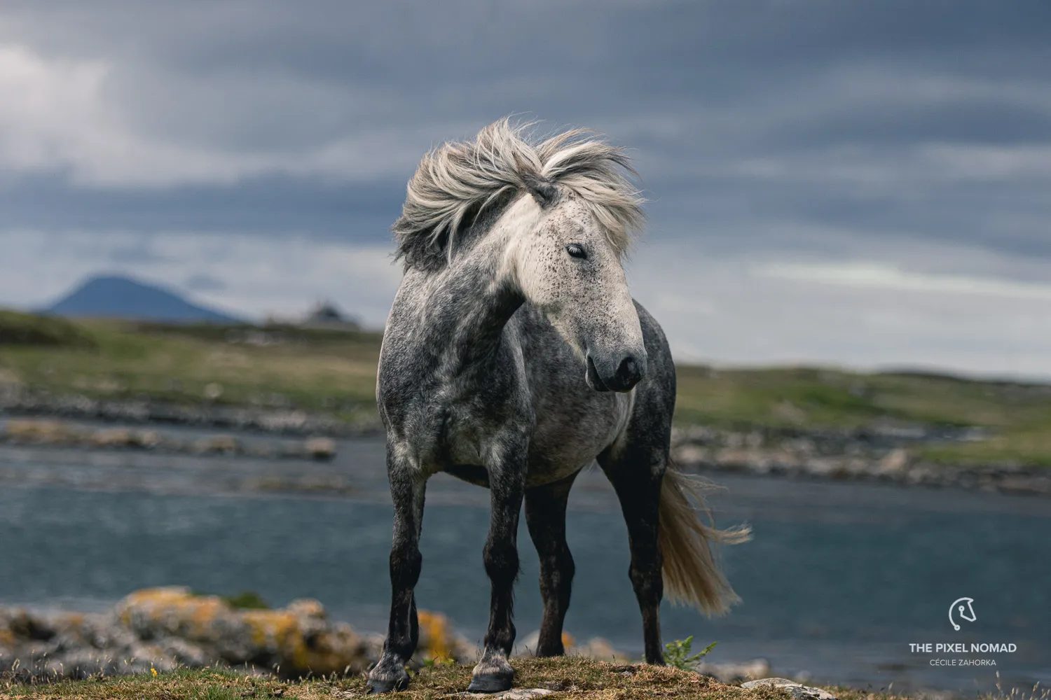 cavalo