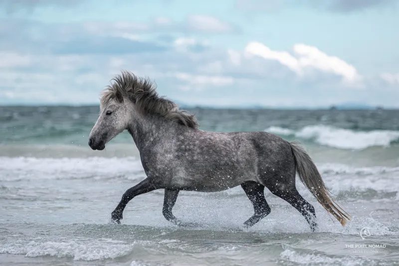 cavalos