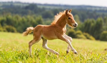 falabella