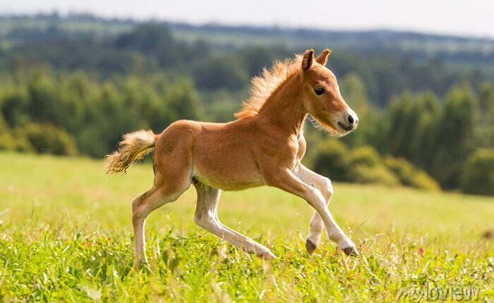 falabella