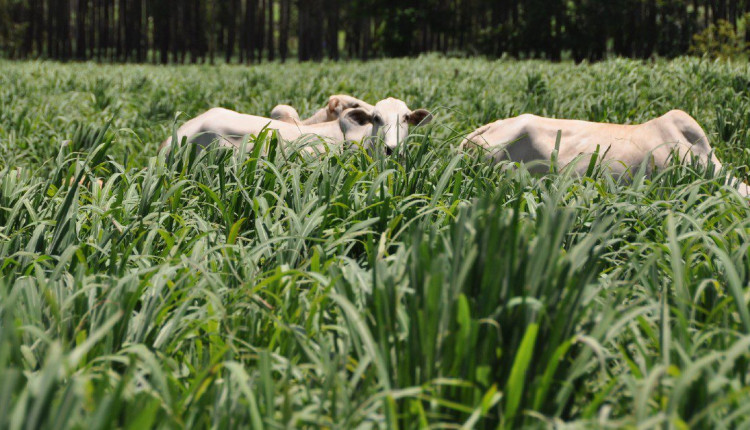 capim andropogon