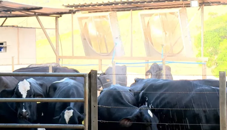 Gado fica em área com ventiladores e tomam banho para não sofrer com o calor no ES