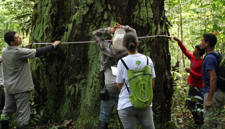 Pagamento por serviços ambientais impulsiona desenvolvimento sustentável na Amazônia