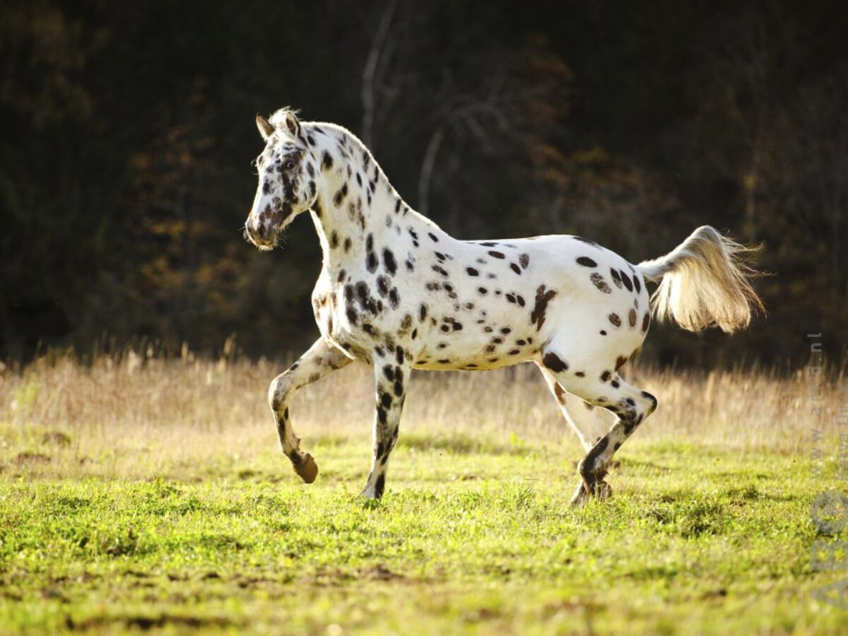 Raça de cavalos Appaloosa volta a ser reconhecida no Brasil — CompreRural