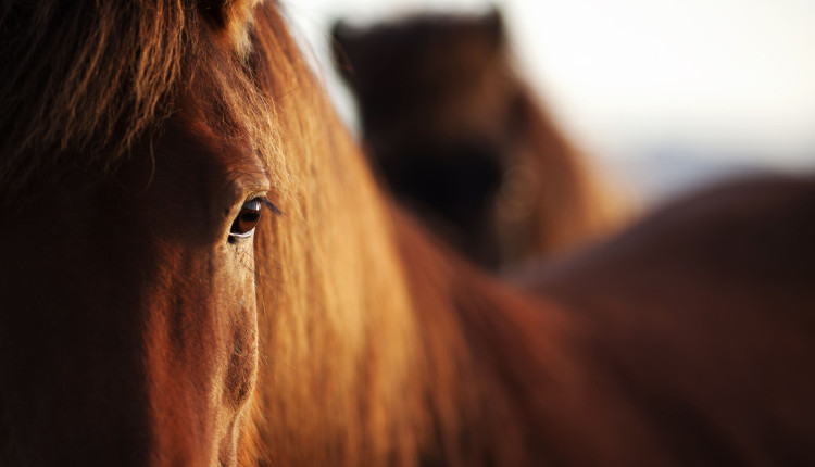 VETNIL-O-desafio-no-controle-da-dor-e-inflamacao-em-cavalos-