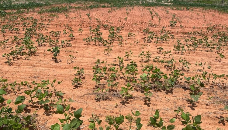 vendaval no Mato Grosso