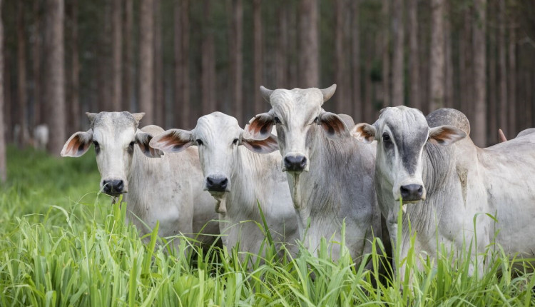 Líderes do agro otimistas sobre criação de sistema alimentar mais sustentável