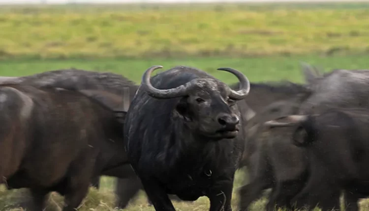 Mais de 4 mil búfalos selvagens vivem sem monitoramento e degradando Reservas Ambientais há mais de 50 anos em Rondônia
