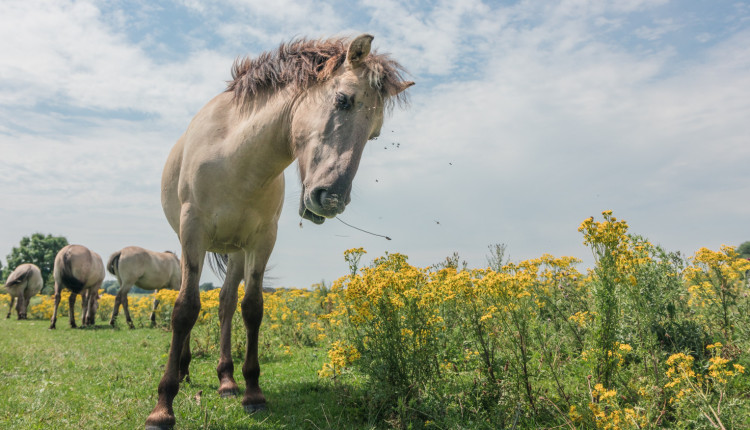 cavalo