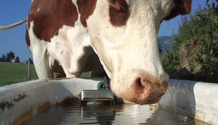 A vitalidade da pecuária e da agricultura está intrinsecamente ligada a um recurso natural imprescindível: a água. Nesse contexto, as pesquisas têm inovado e consolidado técnicas avançadas de captação e armazenamento hídrico na região Nordeste.