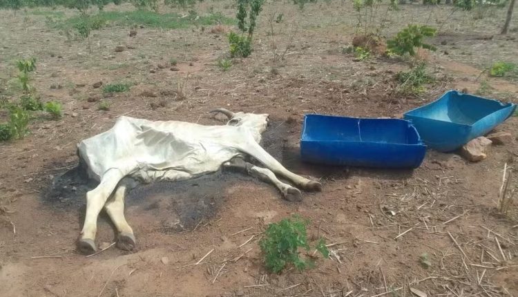 Bois morrem de fome e sede por causa de seca em fazendas do TO