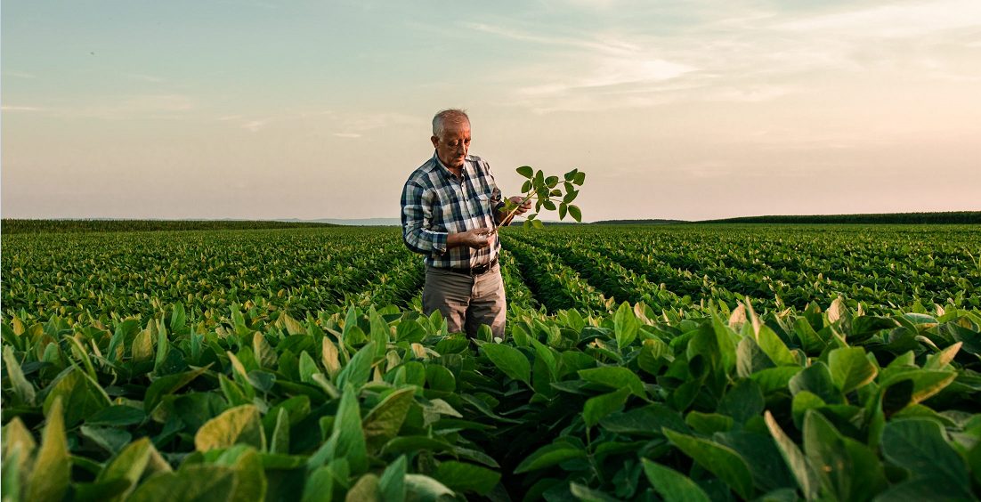 estratégias para produtores