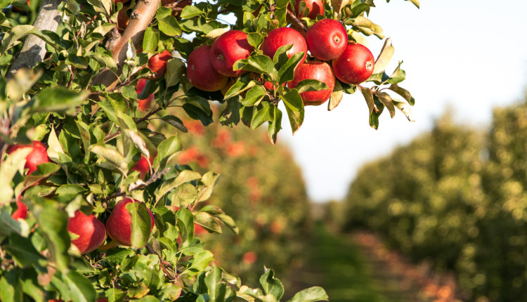 Regulador de crescimento amplia o rendimento em até 30% nas lavouras de maçã