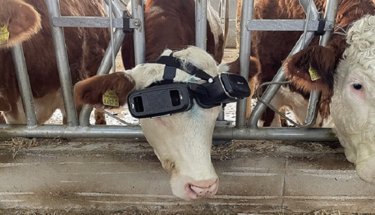 Vacas estão utilizando óculos de realidade