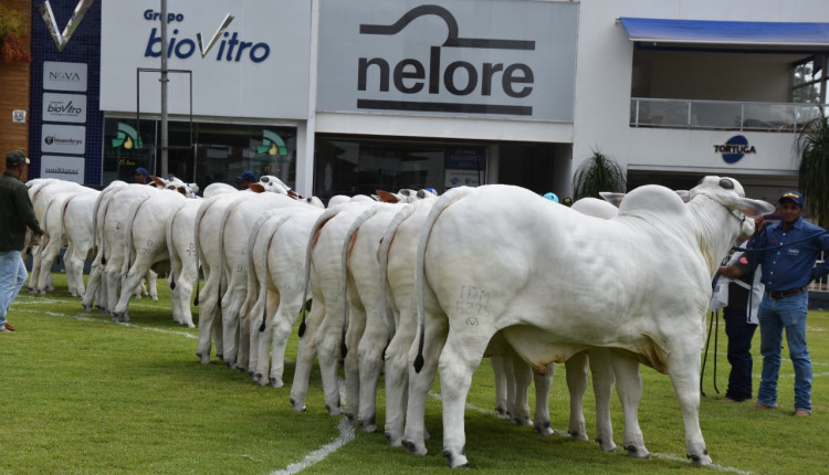 ACNB-Expoinel-Minas-2024-abre-o-calendario-de-exposicoes-da-raca-Nelore-em-Uberaba-MG-foto-divulgacao