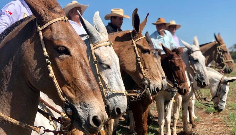 AGRODEFESA-ENCONTRO-DE-MULADEIROS-EM-IPORA