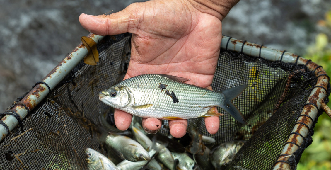 CTG Brasil vai soltar mais de 1 milhão de peixes no rio Paraná