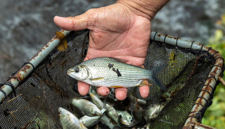 CTG Brasil vai soltar mais de 1 milhão de peixes no rio Paraná