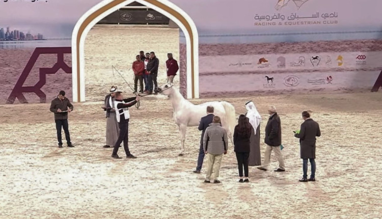 Criação nacional de Cavalo Árabe segue em ascensão nas exposições internacionais