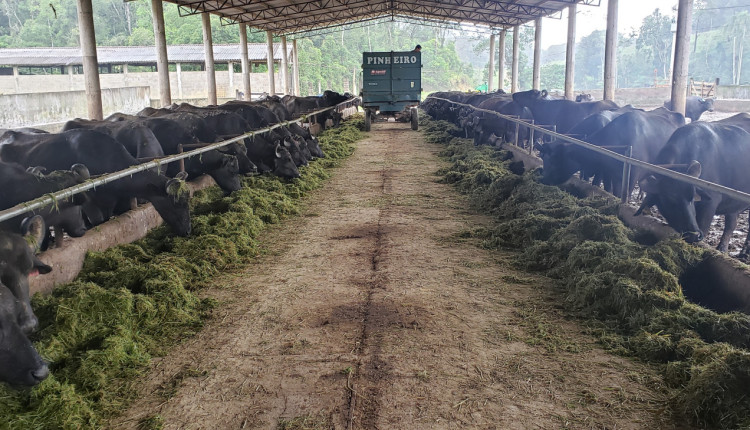 Levitare se destaca como líder nacional no cenário de laticínios de búfalas