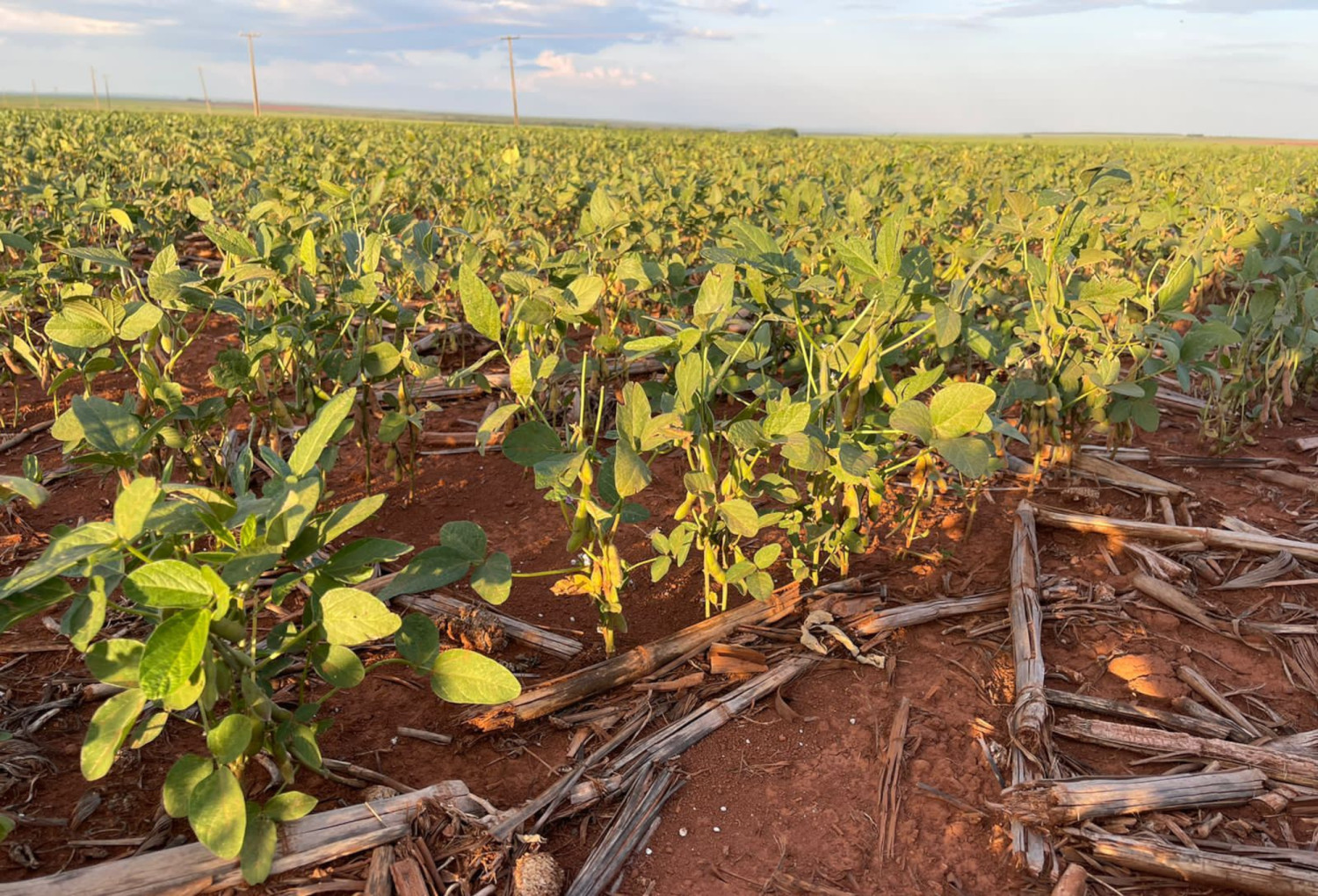 Clima faz produtores 'abandonar' soja e eleger outro cultivar para a safra — CompreRural