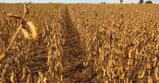 Fixador biológico Utrisha™ N da Corteva Agriscience recebe registro para soja