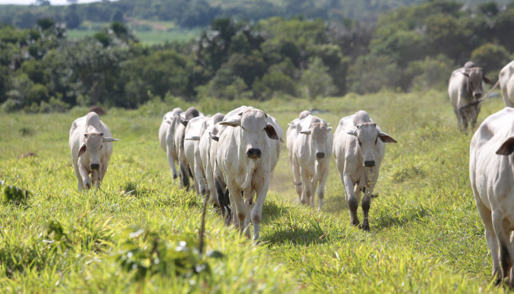 Tourinhos-Safra-18-CL--198-Para gerar impacto no rendimento e qualidade da carne, o ideal é manter o manejo nutricional equilibrado – desde a recria até a terminação