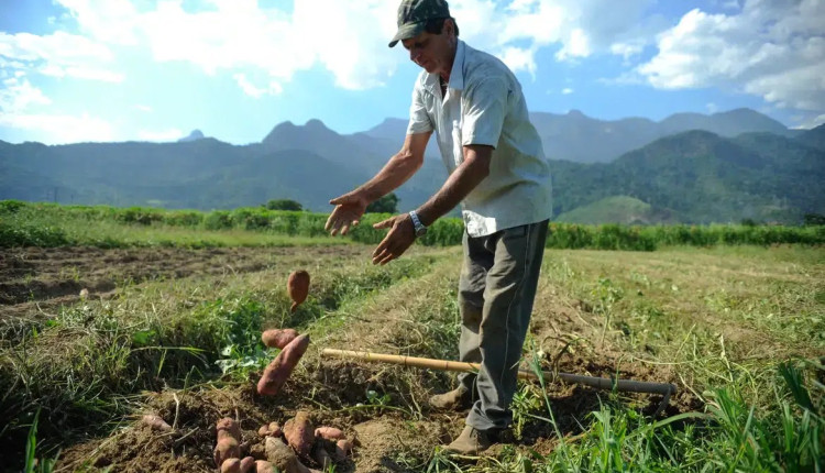 produtores brasileiros na bolívia