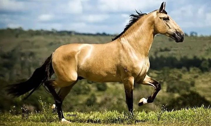 cavalo campolina