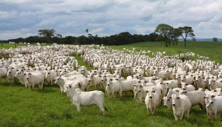 alimentar o gado com pasto é mais barato